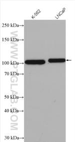FAM62B Antibody in Western Blot (WB)