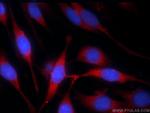 MLK4 Antibody in Immunocytochemistry (ICC/IF)