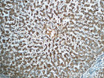 GPATCH4 Antibody in Immunohistochemistry (Paraffin) (IHC (P))