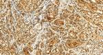 Collagen Type XXVIII Antibody in Immunohistochemistry (Paraffin) (IHC (P))