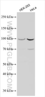 Collagen Type XXVIII Antibody in Western Blot (WB)