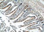 TRIM16 Antibody in Immunohistochemistry (Paraffin) (IHC (P))