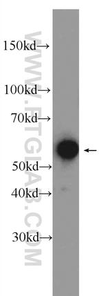 GTF2E1 Antibody in Western Blot (WB)