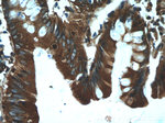 KTELC1 Antibody in Immunohistochemistry (Paraffin) (IHC (P))