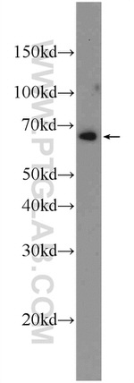 KTELC1 Antibody in Western Blot (WB)