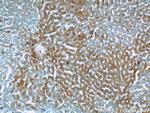 KTELC1 Antibody in Immunohistochemistry (Paraffin) (IHC (P))
