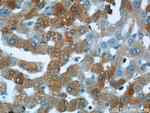 KTELC1 Antibody in Immunohistochemistry (Paraffin) (IHC (P))