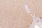 KTELC1 Antibody in Immunohistochemistry (Paraffin) (IHC (P))