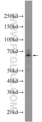 KTELC1 Antibody in Western Blot (WB)