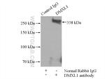 DMXL1 Antibody in Immunoprecipitation (IP)