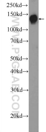 DENND3 Antibody in Western Blot (WB)