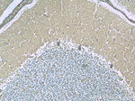 DMXL2 Antibody in Immunohistochemistry (Paraffin) (IHC (P))