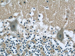 DMXL2 Antibody in Immunohistochemistry (Paraffin) (IHC (P))