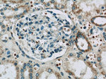 DMXL2 Antibody in Immunohistochemistry (Paraffin) (IHC (P))