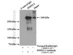 DMXL2 Antibody in Immunoprecipitation (IP)