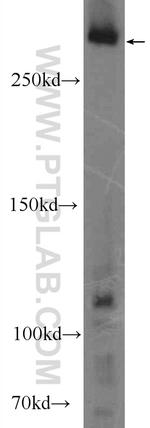 DMXL2 Antibody in Western Blot (WB)