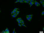 CWC25 Antibody in Immunocytochemistry (ICC/IF)