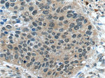 CWC25 Antibody in Immunohistochemistry (Paraffin) (IHC (P))