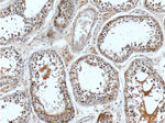 CWC25 Antibody in Immunohistochemistry (Paraffin) (IHC (P))