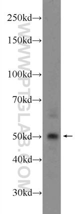 CWC25 Antibody in Western Blot (WB)