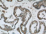 FAM48A Antibody in Immunohistochemistry (Paraffin) (IHC (P))