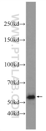 MPND Antibody in Western Blot (WB)