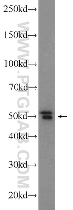 MPND Antibody in Western Blot (WB)