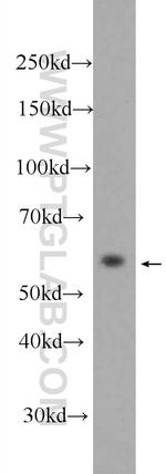 MPND Antibody in Western Blot (WB)