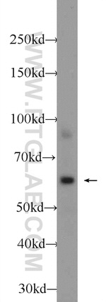MPND Antibody in Western Blot (WB)