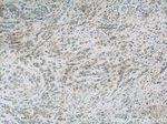 FAM168B Antibody in Immunohistochemistry (Paraffin) (IHC (P))