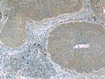 FAM168B Antibody in Immunohistochemistry (Paraffin) (IHC (P))