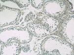 C10orf27 Antibody in Immunohistochemistry (Paraffin) (IHC (P))