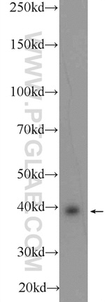 C10orf27 Antibody in Western Blot (WB)