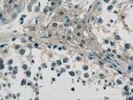 C10orf27 Antibody in Immunohistochemistry (Paraffin) (IHC (P))