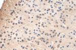 C10orf27 Antibody in Immunohistochemistry (Paraffin) (IHC (P))