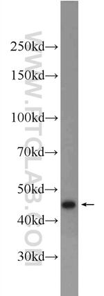 C10orf27 Antibody in Western Blot (WB)