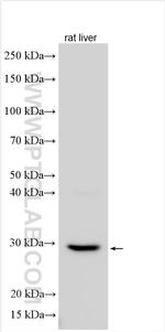 PCMTD1 Antibody in Western Blot (WB)