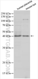 PCMTD1 Antibody in Western Blot (WB)