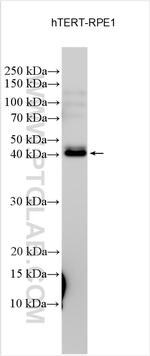 PCMTD1 Antibody in Western Blot (WB)