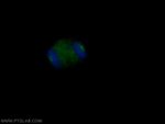 CEP135 Antibody in Immunocytochemistry (ICC/IF)