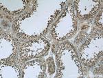 TEX38 Antibody in Immunohistochemistry (Paraffin) (IHC (P))