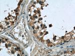 TEX38 Antibody in Immunohistochemistry (Paraffin) (IHC (P))