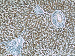 WDR7 Antibody in Immunohistochemistry (Paraffin) (IHC (P))