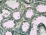 WDR7 Antibody in Immunohistochemistry (Paraffin) (IHC (P))