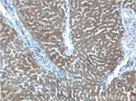 WDR7 Antibody in Immunohistochemistry (Paraffin) (IHC (P))