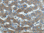 WDR7 Antibody in Immunohistochemistry (Paraffin) (IHC (P))