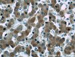 WDR7 Antibody in Immunohistochemistry (Paraffin) (IHC (P))