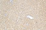 WDR7 Antibody in Immunohistochemistry (Paraffin) (IHC (P))