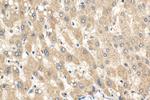 WDR7 Antibody in Immunohistochemistry (Paraffin) (IHC (P))
