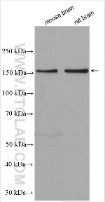 WDR7 Antibody in Western Blot (WB)